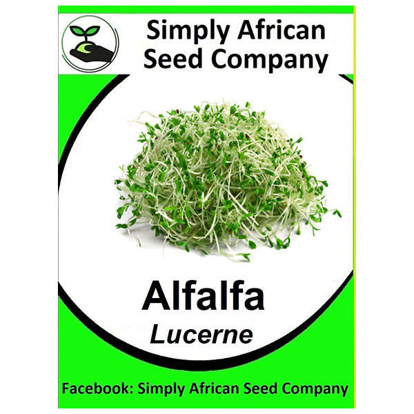 Alfalfa Lucerne 100's