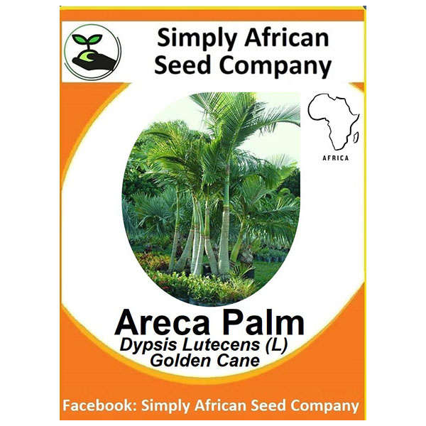 Areca Palm Seeds