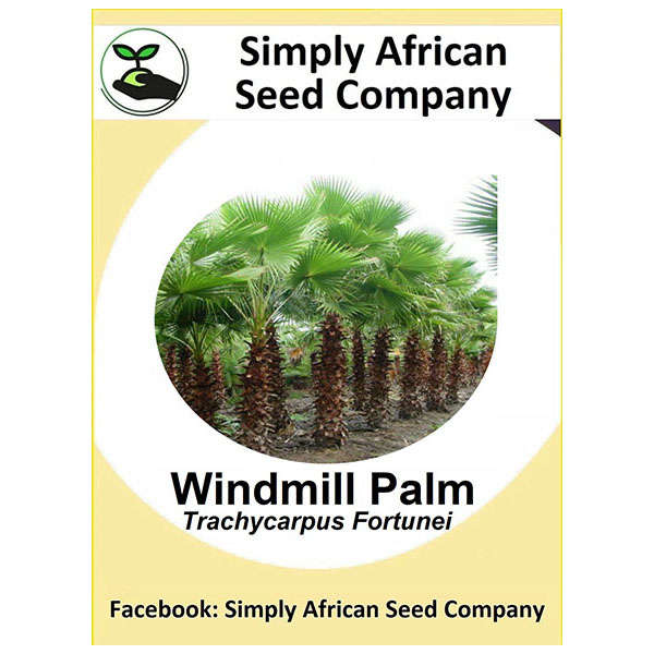 Windmill Palm (Trachycarpus Fortunei) Seeds