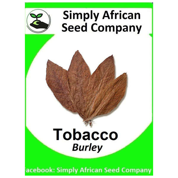 Tobacco Burley Seeds