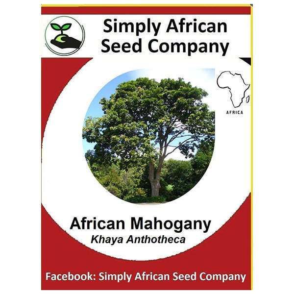 Mahogany African Khaya