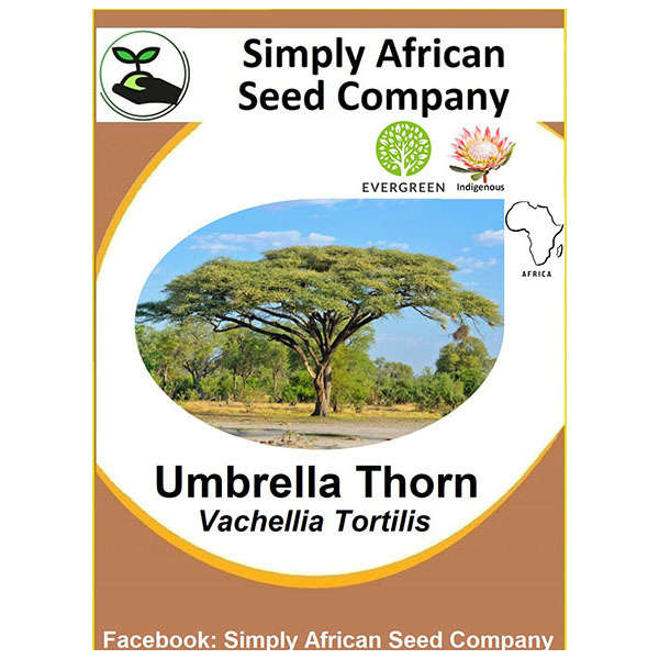 Tree Umbrella Thorn (Vachellia Tortilis) (Acacia Tortilis)