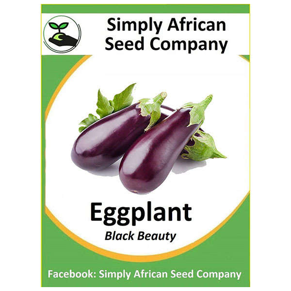 Eggplant Black Beauty (Brinjal) Seeds