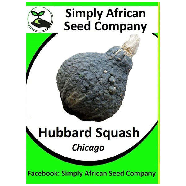 Squash Hubbard Chicago Seeds