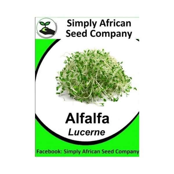 Alfalfa Lucerne 100's