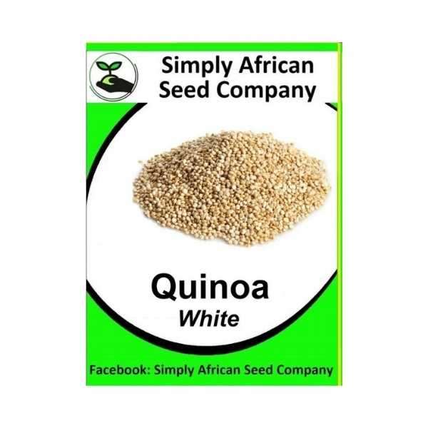 White Quinoa Seeds