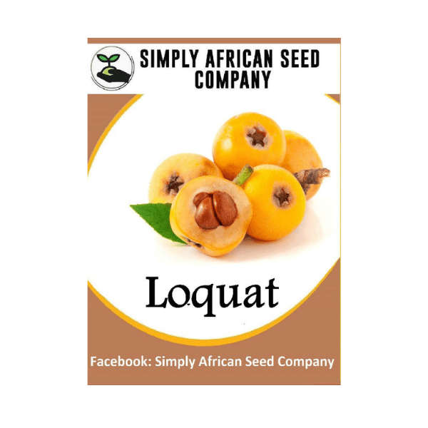 Loquat Seeds