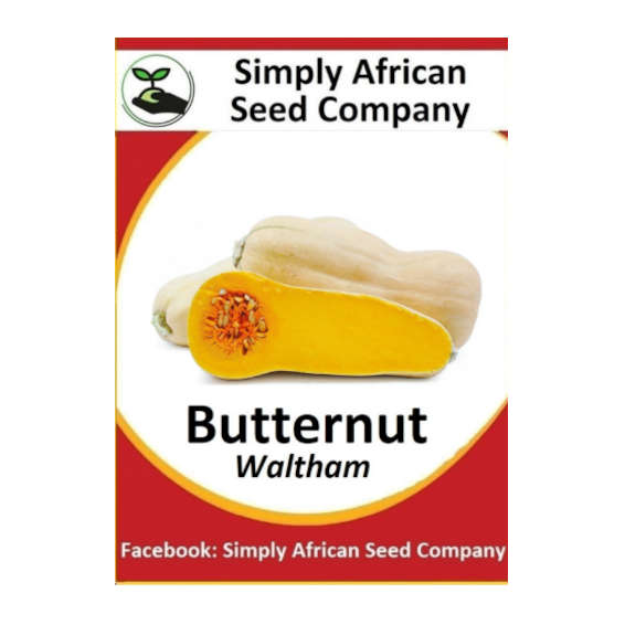Squash Butternut Waltham 30's