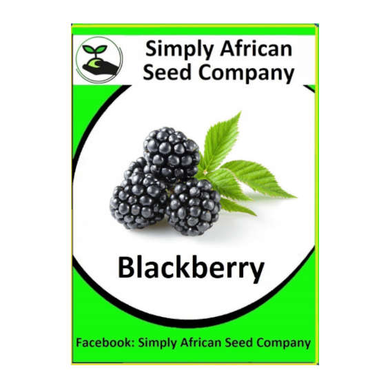 Blackberry