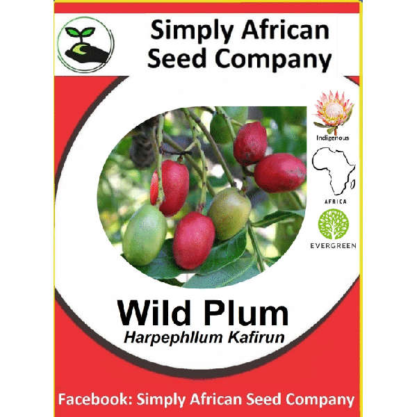 Wild Plum (Harpephyllum Caffrum) Seeds