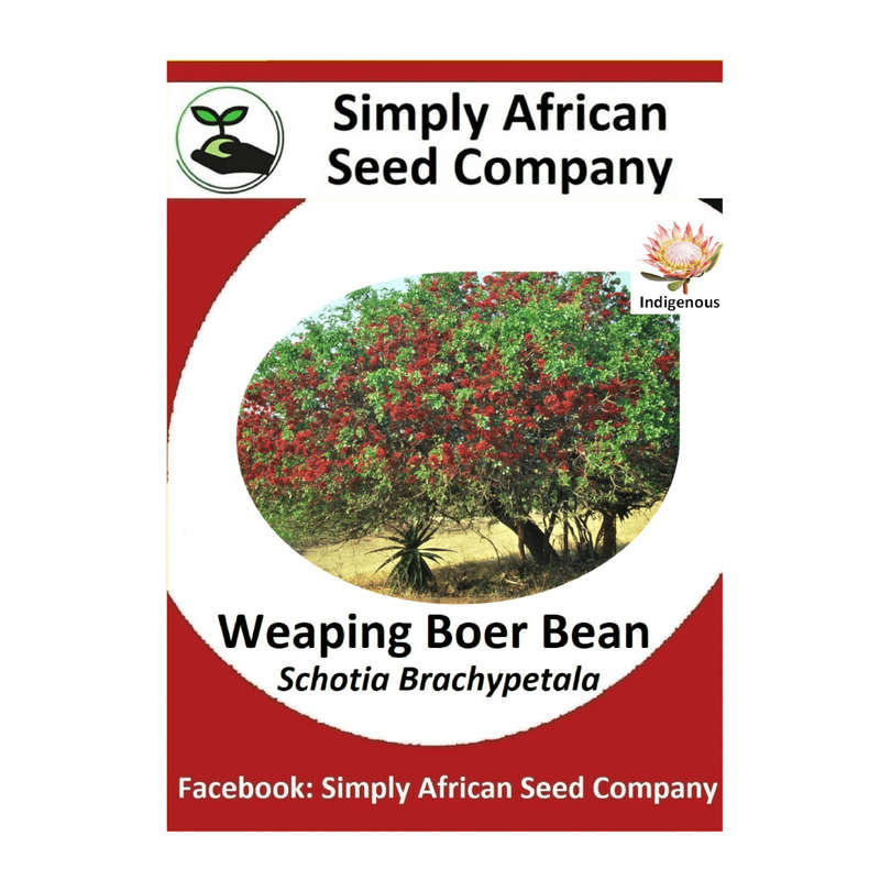 Weaping Boer Bean (Schotia Brachypetala) Seeds