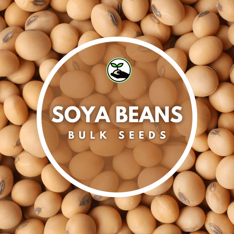 Soya Bean Seeds - Bulk Deals - 100g (+- 600 Seeds)