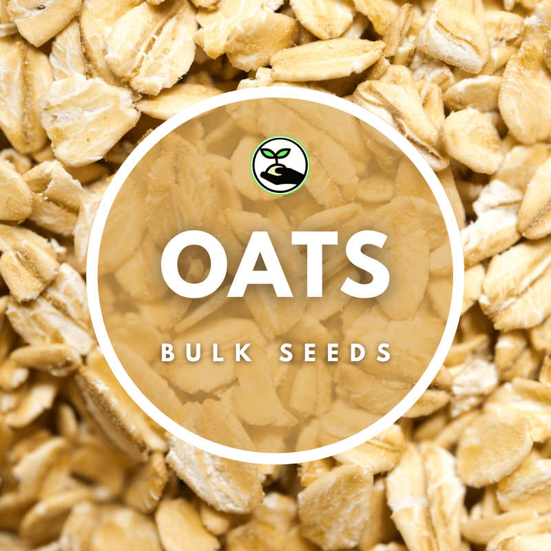 Oat Seeds - Bulk Deals