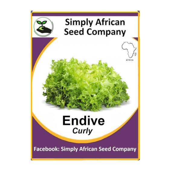 Endive Curly