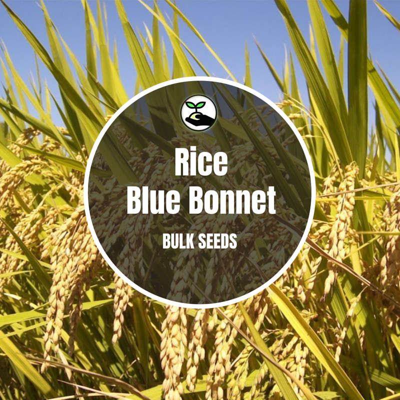 Rice Blue Bonnet Seeds - Bulk Deals
