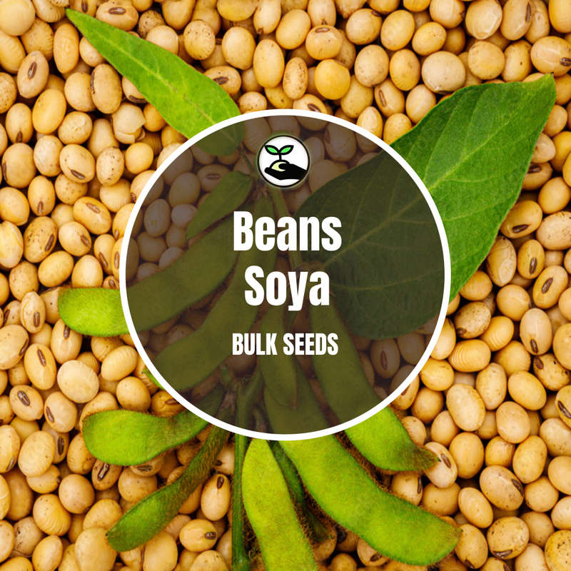 Soya Bean Seeds - Bulk Deals