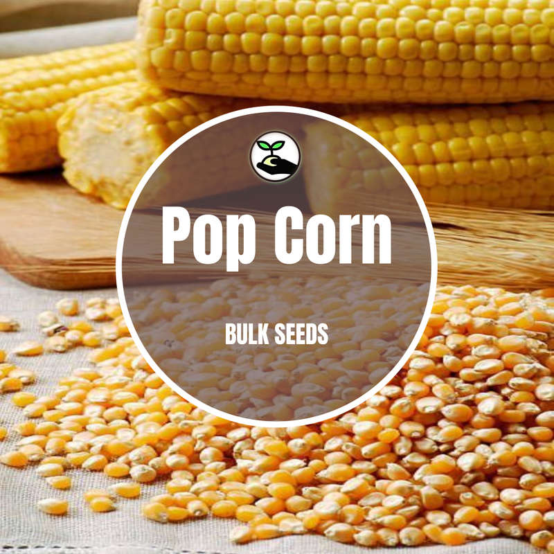Popcorn Seeds - Bulk Deals