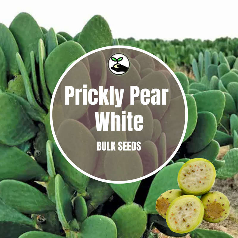 Prickly Pear White Seeds - Bulk Deals