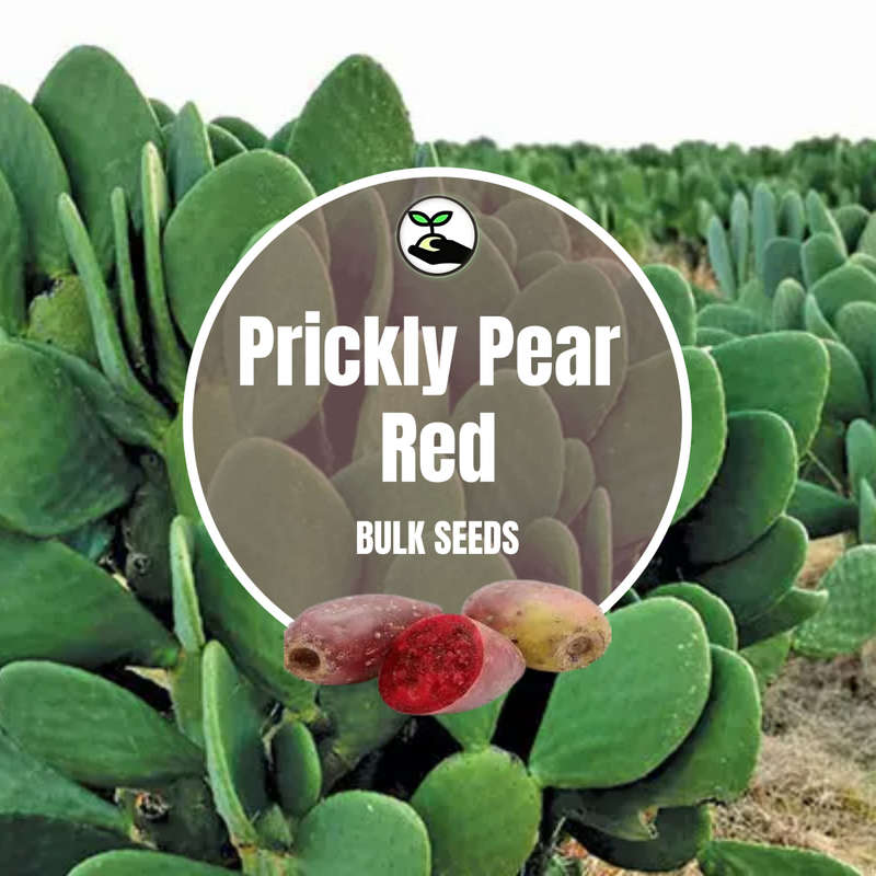 Prickly Pear Red Seeds - Bulk Deals