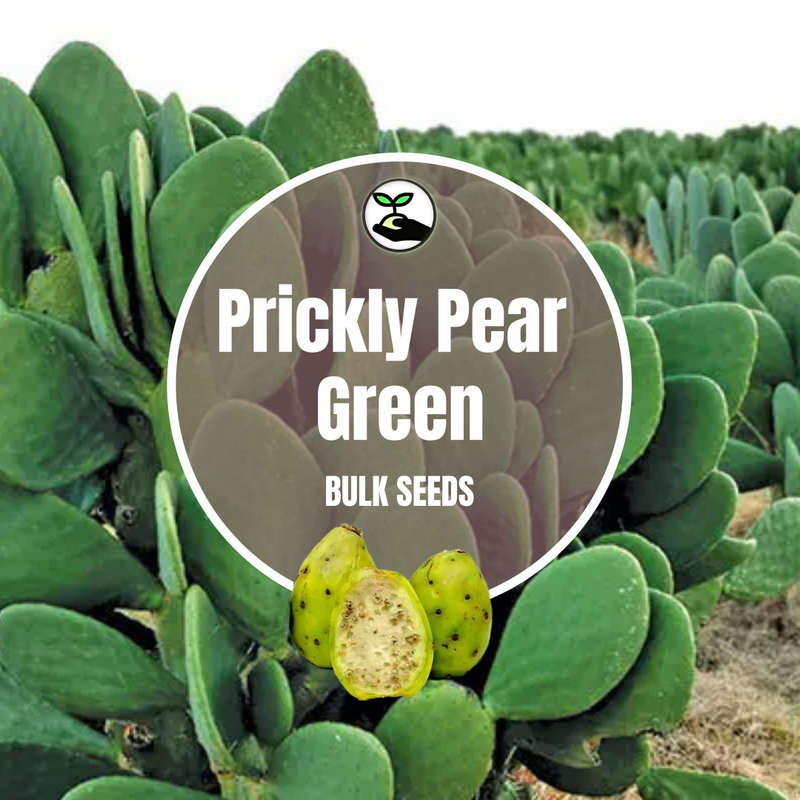 Prickly Pear Green Seeds - Bulk Deals
