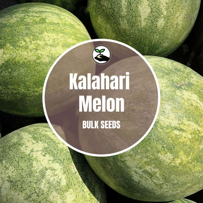 Melon Kalahari - Bulk Deals
