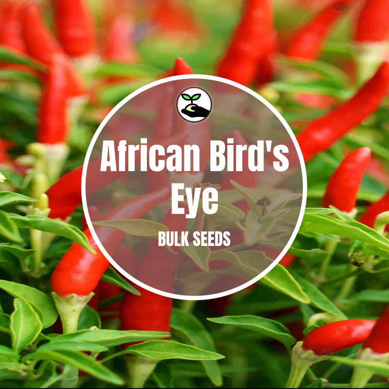 African Birds Eye - Bulk Deals