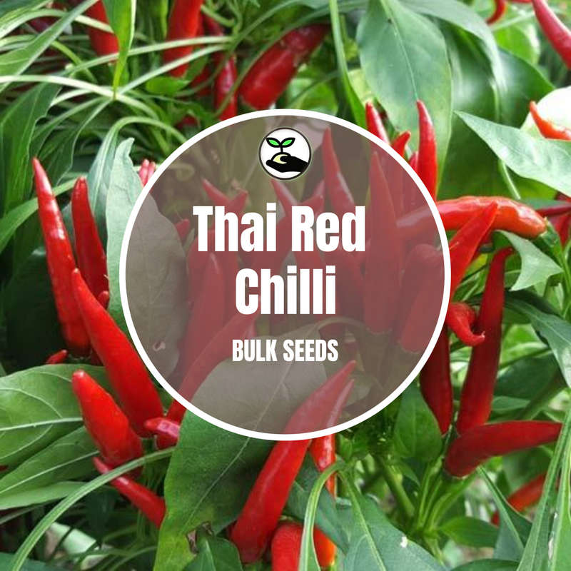Red Thai Chilli - Bulk Deals