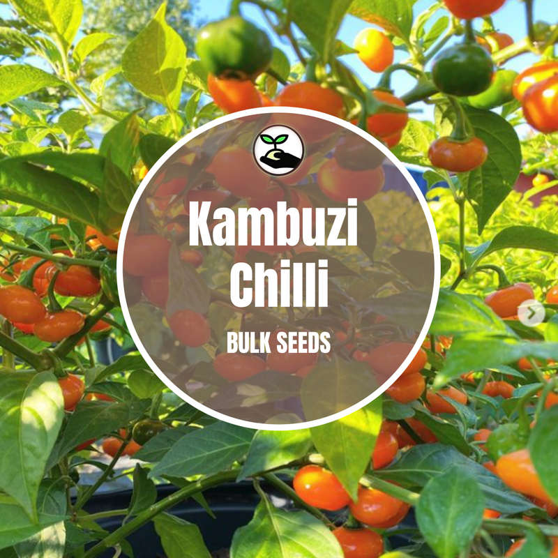 Kambuzi Chilli- Bulk Deals