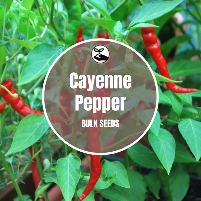 Red Cayenne Peppers - Bulk Deals