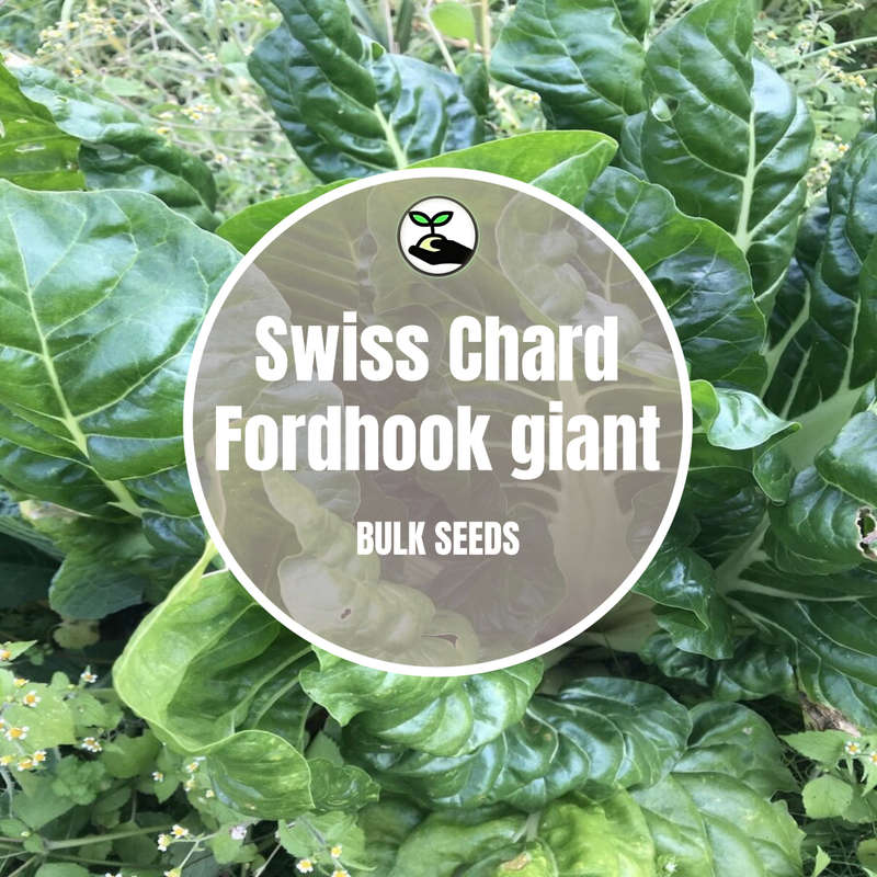 Swiss Chard Seeds - Bulk Deals