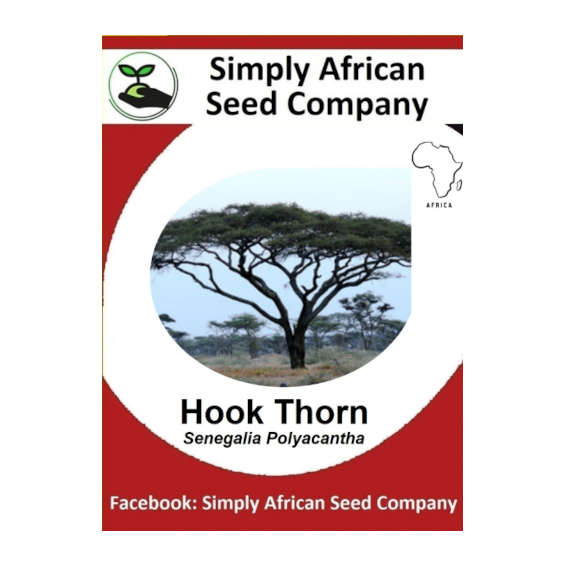 Hook Thorn Tree (Senegalia Polyacantha) 6's