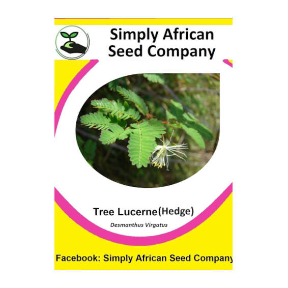 Lucerne Tree (Hedge) (Desmanthus Virgatus)