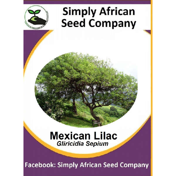 Mexican Lilac Tree Seeds