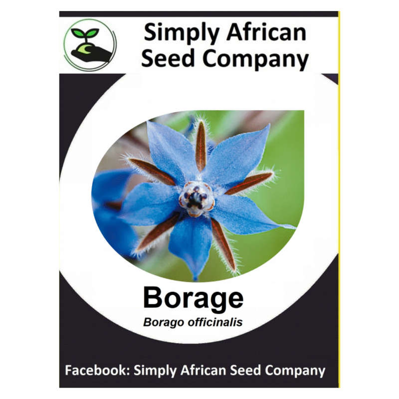 Borage Azure Blue Seeds