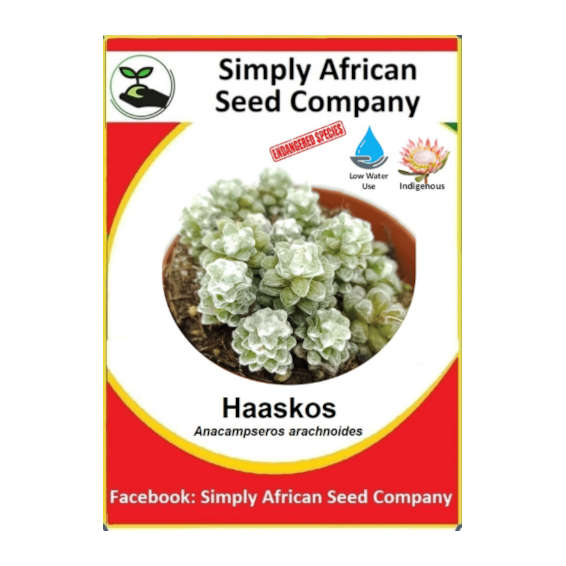 Haaskos, Rabbit's food (Anacampseros Arachnoides) (30's)