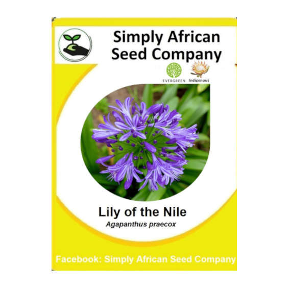 Lily Of The Nile (Agapanthus Praecox) (30's)