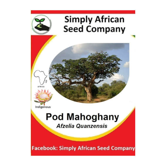 Mahogany Pod  Quanzensis 3's