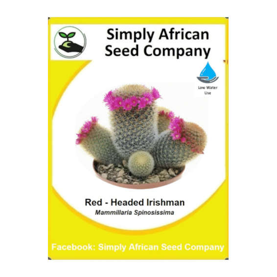 Red-Headed Irishman (Mammillaria Spinosissima)15's