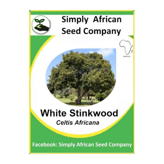 White Stinkwood (Celtis Africana) (6's)