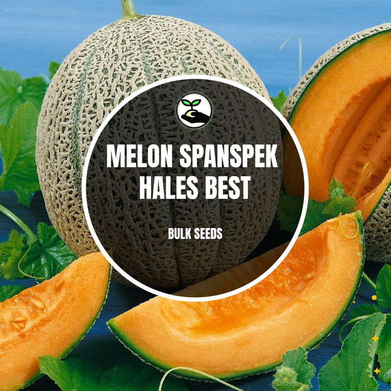 Melon Spanspek (Hales Best)- Bulk Deals *