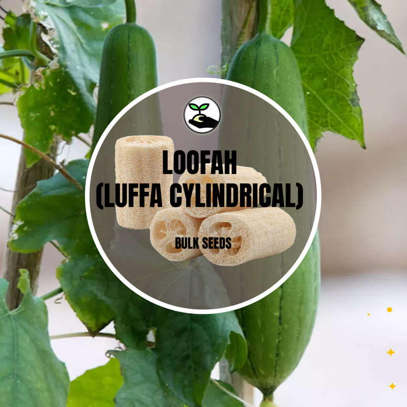 Loofah (Luffa Cylindrical) - Bulk Deals *