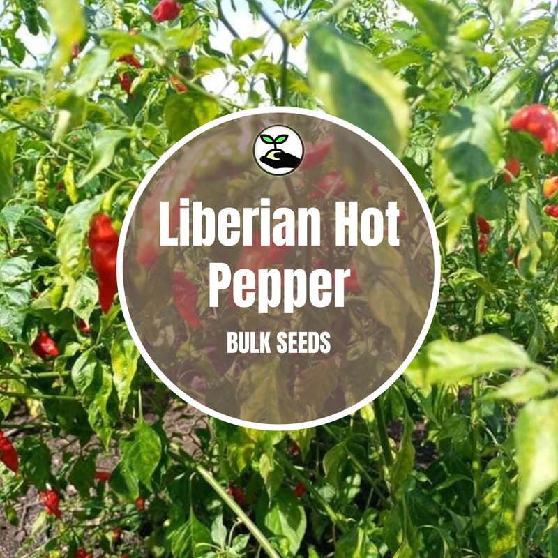 Liberian Hot Pepper - Bulk Deals