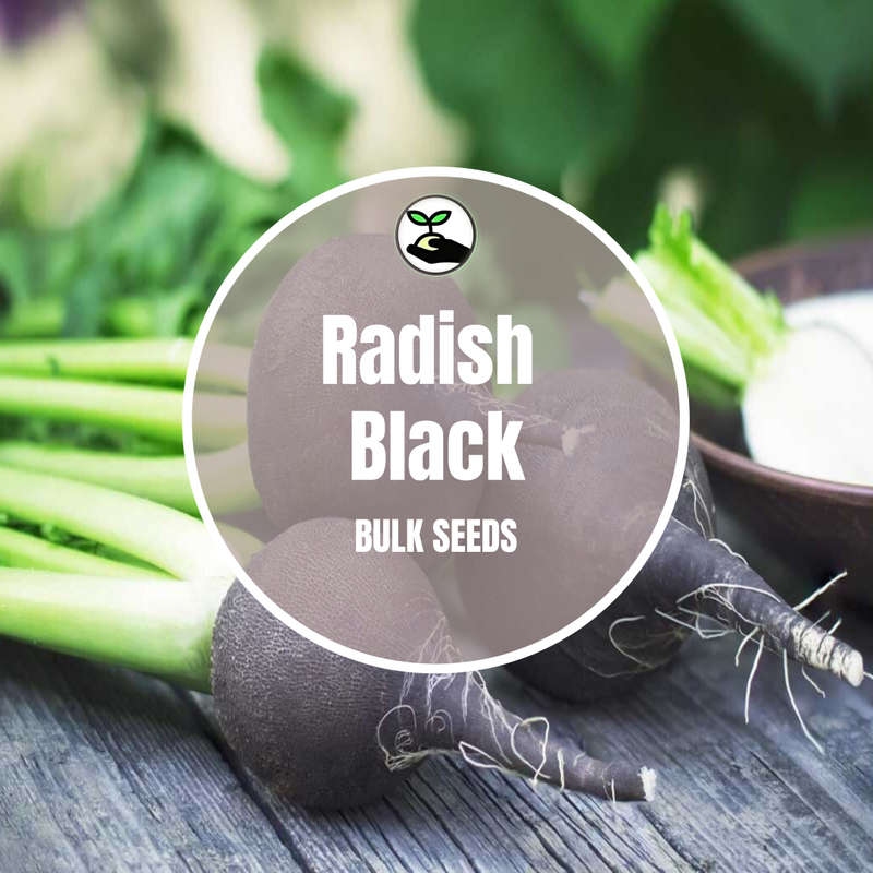 Radish Black - Bulk Deals