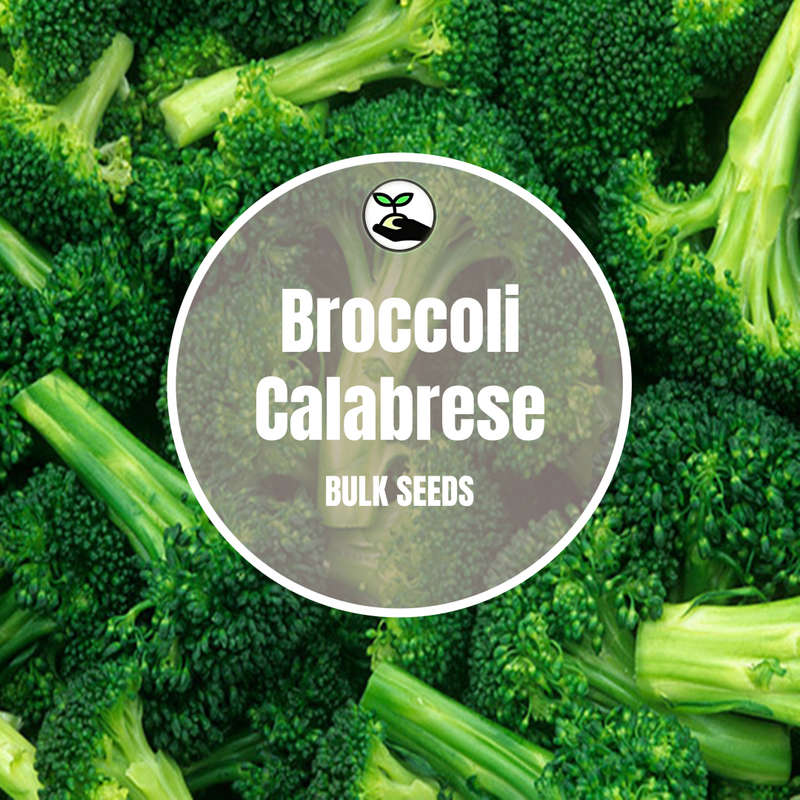Broccoli (Calabrese) - Bulk Deals