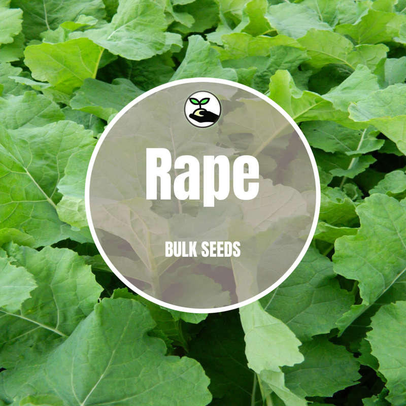 Rape Seeds - Bulk Deals
