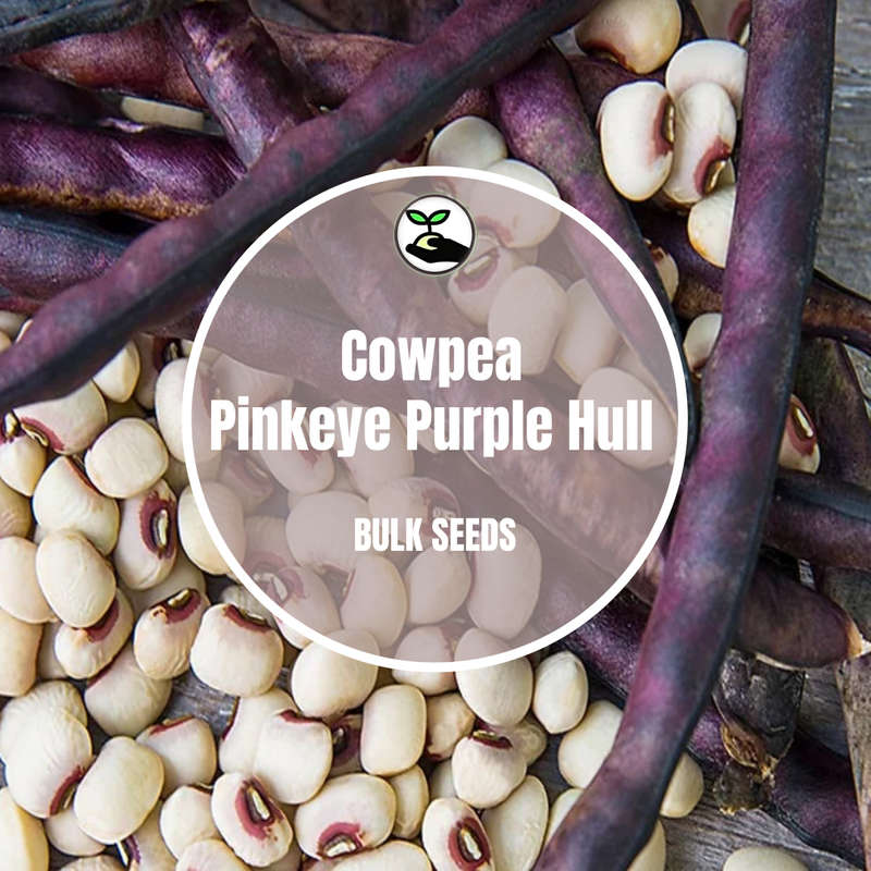 Cowpea  Pinkeye Purple Hull - Bulk Deals