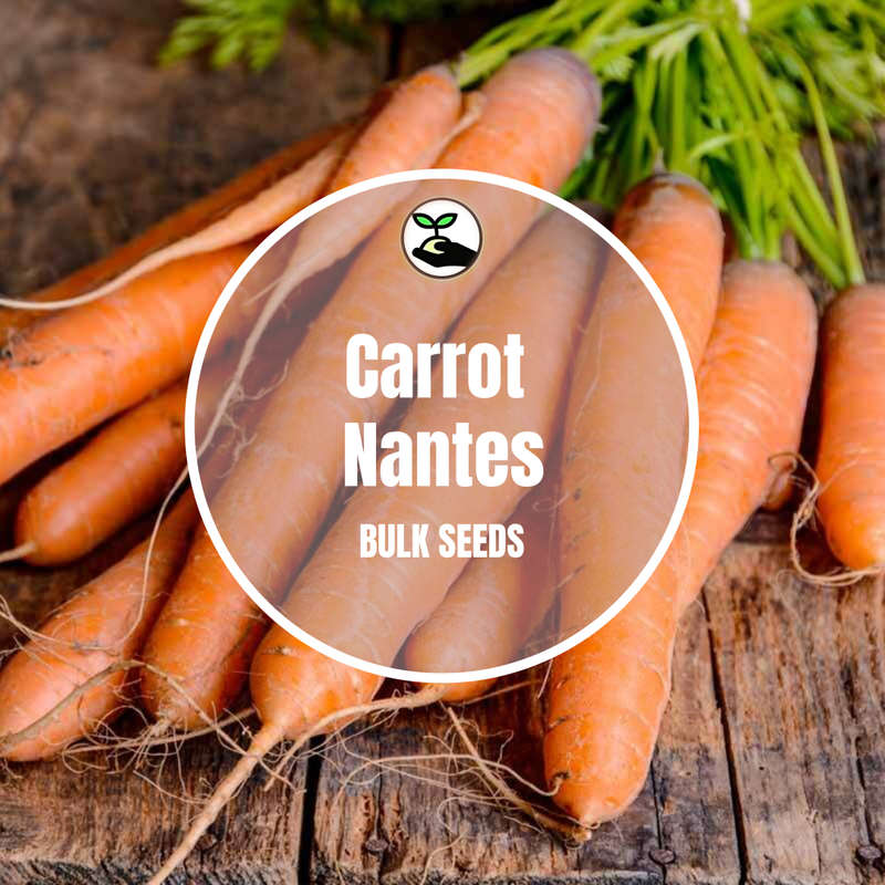 Carrot Nantes - Bulk Deals