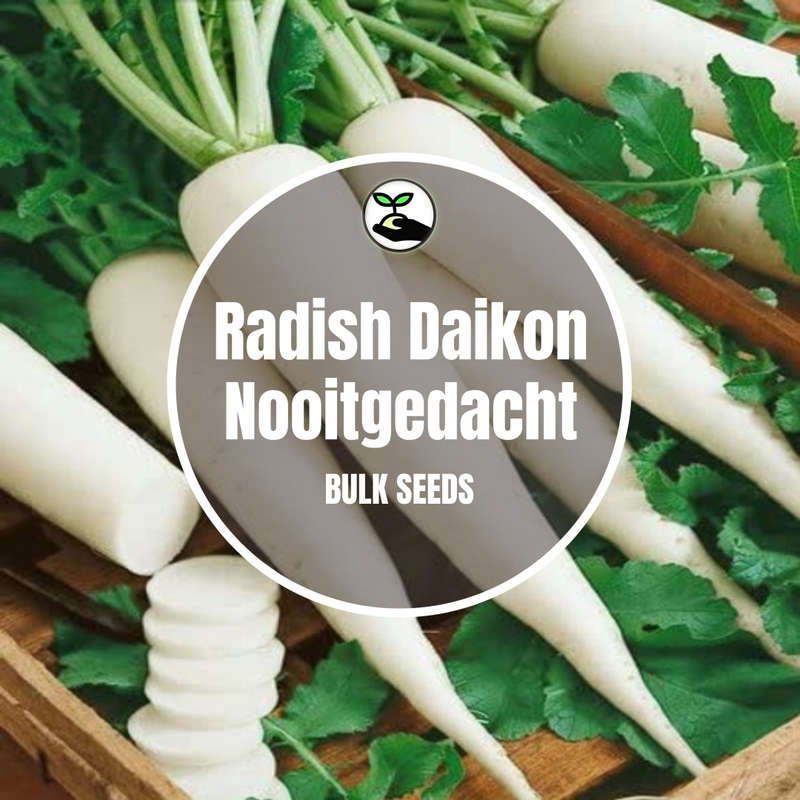 Radish Daikon (Nooitgedacht) - Bulk Deals