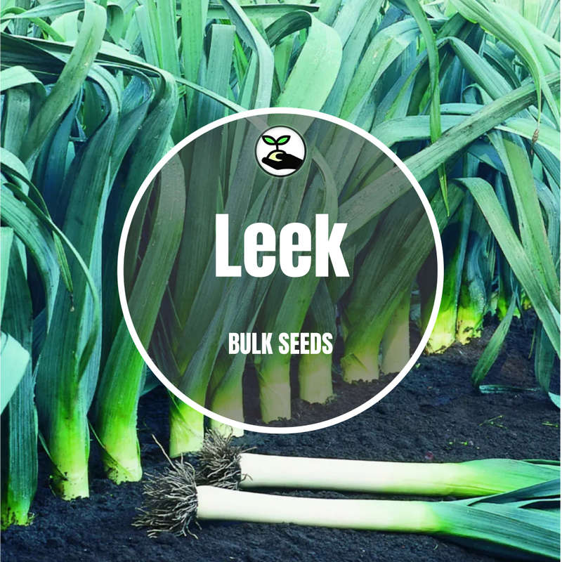 Leek - Bulk Deals