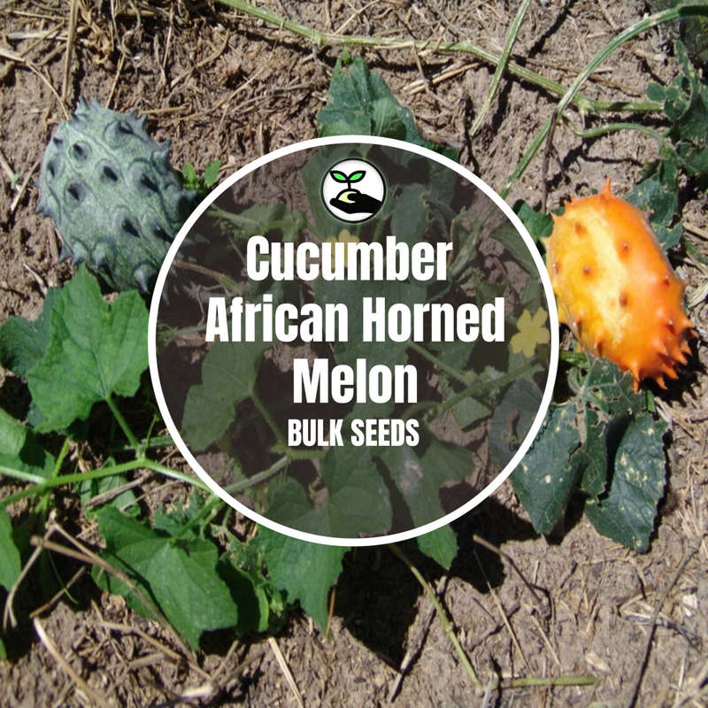 Cucumber African Horned Melon - Bulk Deals
